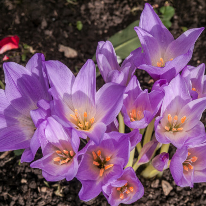 Jesienka Naháčik - Colchicum giant - hľuzy jesienok - 1 ks