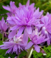 Jesienka Waterlily - Colchicum - hľuzy jesienok - 1 ks