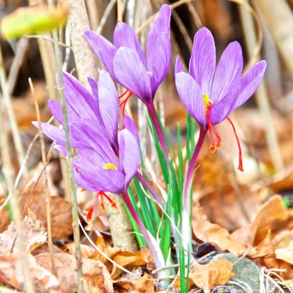 Šafrán siaty - Crocus sativus - hľuzy krókusu - 3 ks