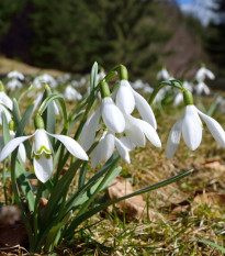 Snežienka jarná - Galanthus nivalis - cibuľoviny - 3 ks