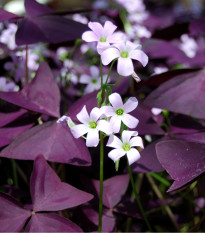 Šťaveľ trojhranný - Oxalis triangularis - hľuza šťaveľa - 3 ks