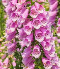 Náprstník vlnatý - Digitalis lanata - semená náprstníka - 5 ks