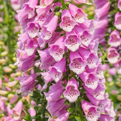 Náprstník vlnatý - Digitalis lanata- semená - 5 ks