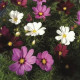 Krasuľka perovitá Cosmini Mix - Cosmos bipinnatus - semená krasuľky - 20 ks