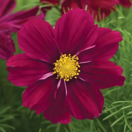 Krasuľka Sonata Purple Shades - Cosmos bipinnatus - semená krasuľky - 15 ks