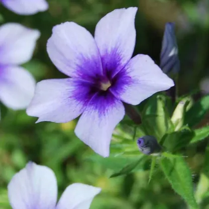 Plamienka Dolly F1 Sky Blue - Phlox drummondii - semená plamienky - 50 ks