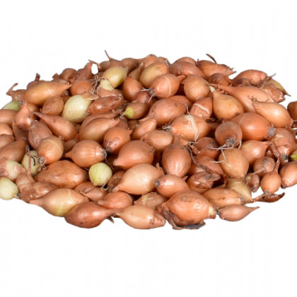 Cibuľa sadzačka žltá Hercules jarná - Allium cepa - cibuľky - 250 g