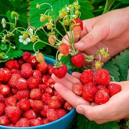 Lesné jahody Mignonette - Fragaria vesca - semená - 10 ks