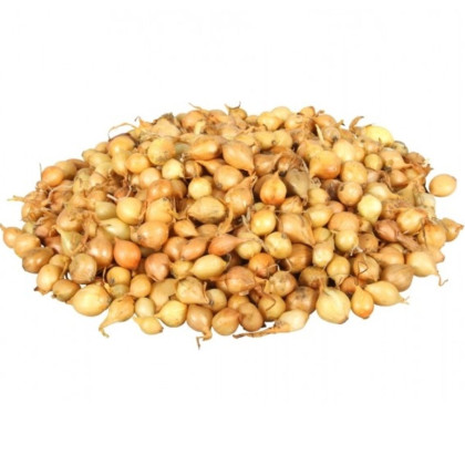 Cibuľa sadzačka Štutgart - Allium cepa - cibuľky - 500 g
