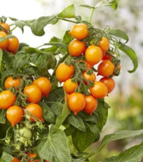 Paradajka Evita Compact F1 Orange - Solanum lycopersicum - semená paradajky - 6 ks