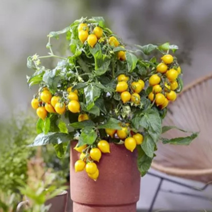 Paradajka Evita Compact F1 Yellow - Solanum lycopersicum - semená paradajky - 6 ks