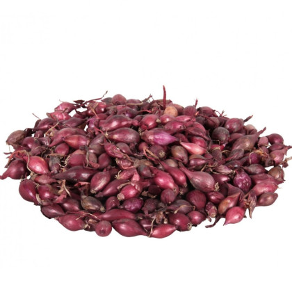 Cibuľa sadzačka Karmen - Allium cepa - cibuľky - 500 g