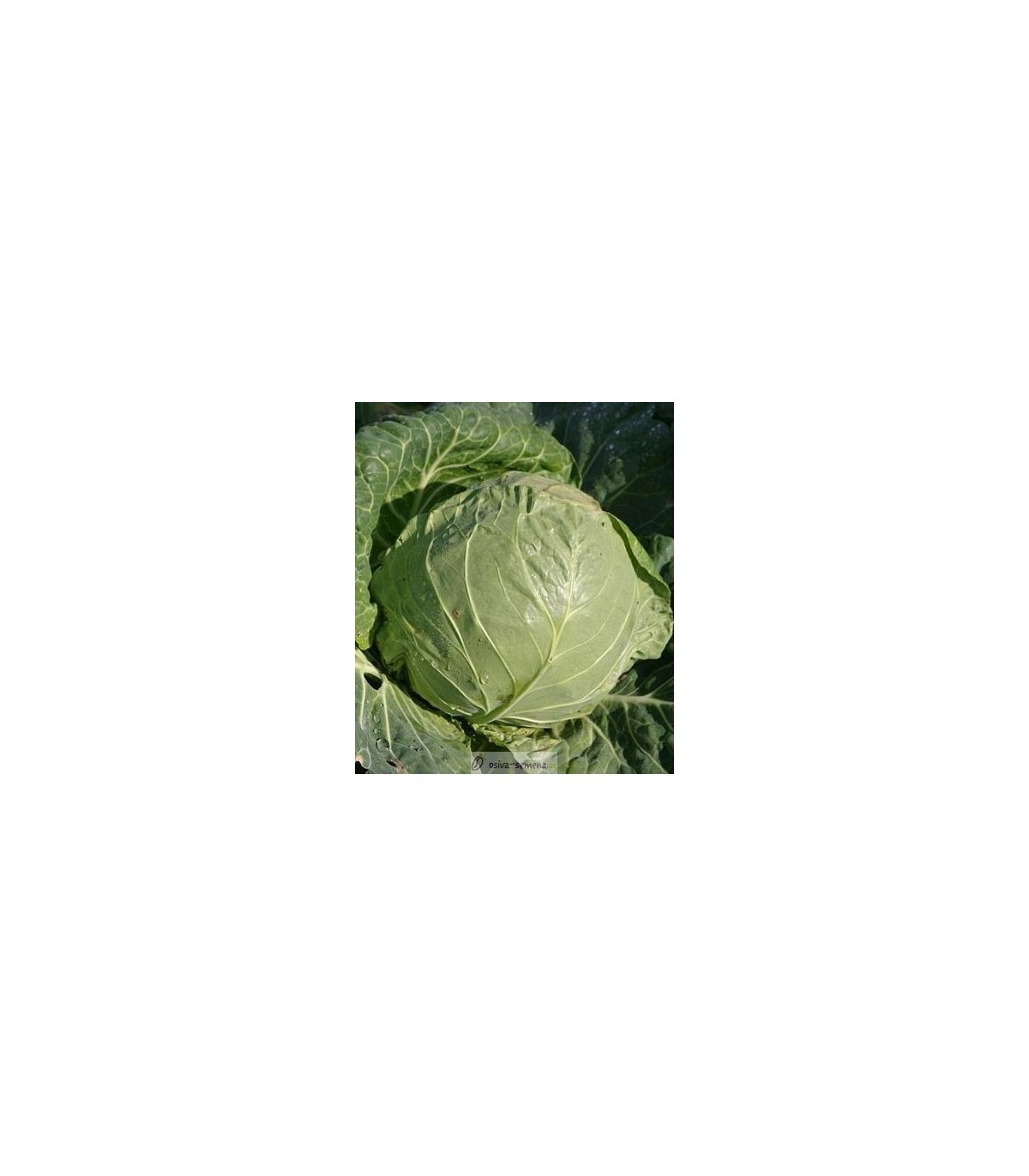 BIO Biela kapusta Premier - Brassica oleracea - bio semená kapusty - 0,3 g
