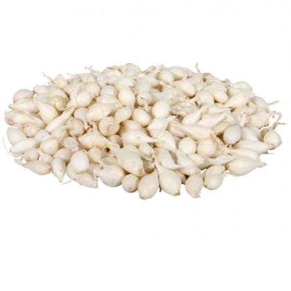 Cibuľa sadzačka Snowball - Allium cepa - cibuľky - 250 g