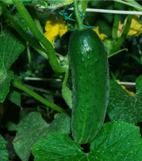 Uhorka Najada F1 - Cucumis sativus - semená uhorky - 15 ks