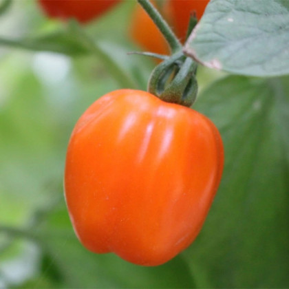 Paradajka tyčková Appleberry F1 PhR oranžová - Solanum lycopersicum - semená paradajky - 7 ks