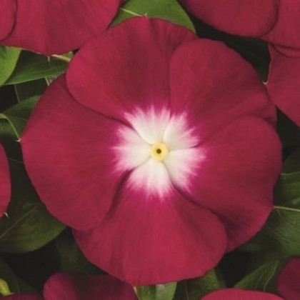 Katarant Atlantis Burgundy Halo - Catharanthus roseus - semená zimozeleň - 30 ks