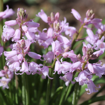 Scila zvonkovitá ružová - Scilla campanulata - cibuľa scily - 3 ks