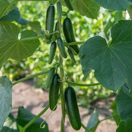 BIO Uhorka Kaikura F1 - Cucumis sativus - semená uhorky - 5 ks