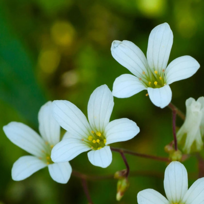 Lomikameň zrnatý - Saxifraga granulata - semená lomikameňa - 100 ks