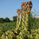 Skalnica strechová - Sempervivum tectorum - semená netraska - 30 ks