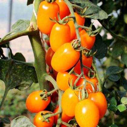 Paradajka tyčková Dattorange F1 - Solanum lycopersicum - semená paradajky - 6 ks