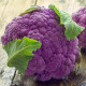 Karfiol Di Sicilia Violetto - Brassica oleracea - semená karfiolu - 30 ks