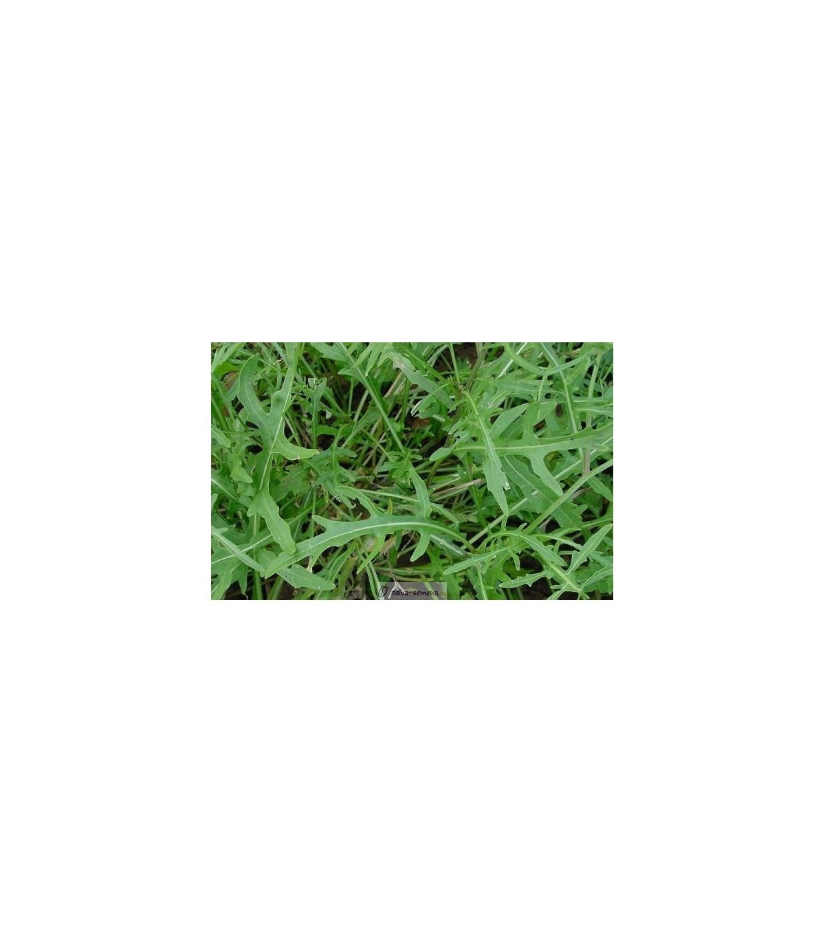 BIO Rukola Roma - Diplotaxis tenuifolia - semená rukoly - semiačka - 50 ks