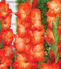 Gladiola Salmon Star - Gladiolus - hľuzy mečíka - 3 ks