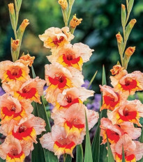 Gladiola Blackpool - Gladiolus - hľuzy mečíka - 3 ks