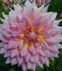 Georgína Strawberry Ice - Dahlia - hľuzy georgíny - 1 ks