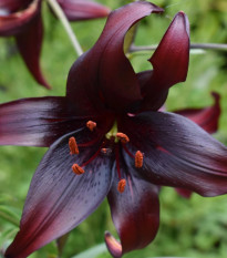 Ľalia Landini - Lilium - cibuľa ľalia - 1 ks