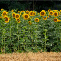 Slnečnica King Kong - Helianthus annuus - semená slnečnice - semiačka - 6 ks