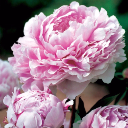 Pivónia Sarah Bernhardt - Paeonia lactiflora - hľuzy pivónie - 1ks