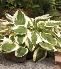 Funkia - Hosta Patriot - hľuzy funkie - 1 ks