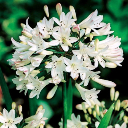 Kalokvet biely - Agapanthus praecox - hľuzy kalokvetu - 1 ks