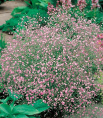 Gypsomilka metlinatá ružová - Gypsophila paniculata - jednoducho korenené sadenice gypsomilky - 1 ks