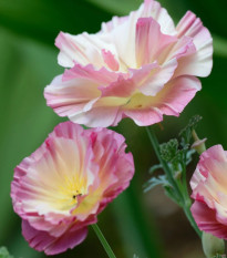 Slncovka kalifornská plnokvetá ružová - Eschscholzia californica - semená slncovky - 150 ks