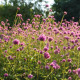 Pestrovka Fireworks - Gomphrena pulchella - semená pestrovky - 10 ks