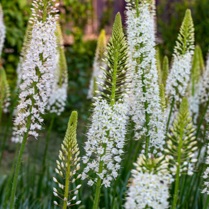 Fakľa White Beauty Favourite - Eremurus - hľuzy fakle - 1 ks