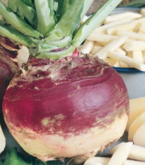 Kvaka Gowrie – Brassica napus var. napobrassica – semená kvaky