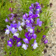 Lnica marocká Licilia Azure – Linaria maroccana – semená lnice