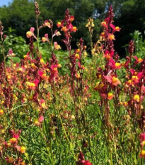 Lnica marocká Licilia Peach - Linaria maroccana - semená lnice