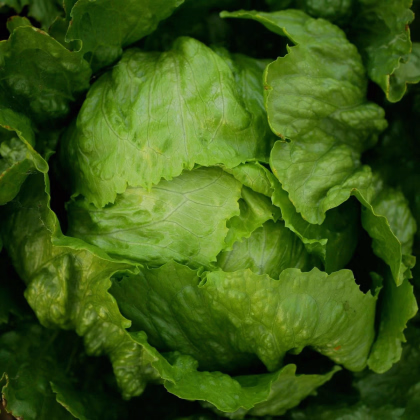 Šalát ľadový Stamir - Lactuca sativa L. var. capitala - semená šalátu - 300 ks