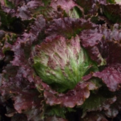Šalát ľadový Derel - Lactuca sativa L. var. capitala - semená šalátu - 200 ks