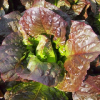 Šalát rímsky Galba - Lactuca sativa var. longifolia - semená šalátu - 200 ks