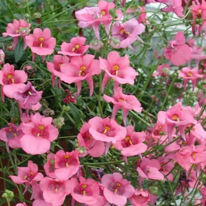 Ostrohatka barberina Pink Queen - Diascia barbeae - semená ostrohatky - 50 ks