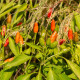 Chilli Zimbabwe Birds eye - Capsicum chinense - semená chilli - 8 ks