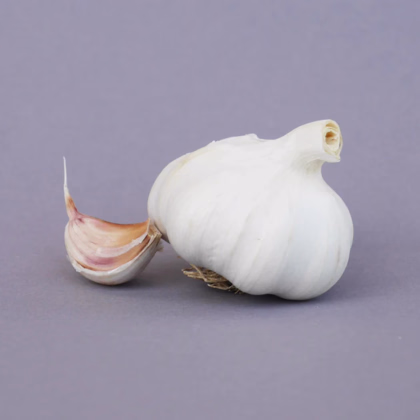 Sadbový cesnak jarný Garpek - Allium - paličák - cibuľa cesnaku - 1 balenie