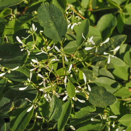 Prýštec trávovitý Glitz F1 - Euphorbia graminea - semená prýštca - 12 ks